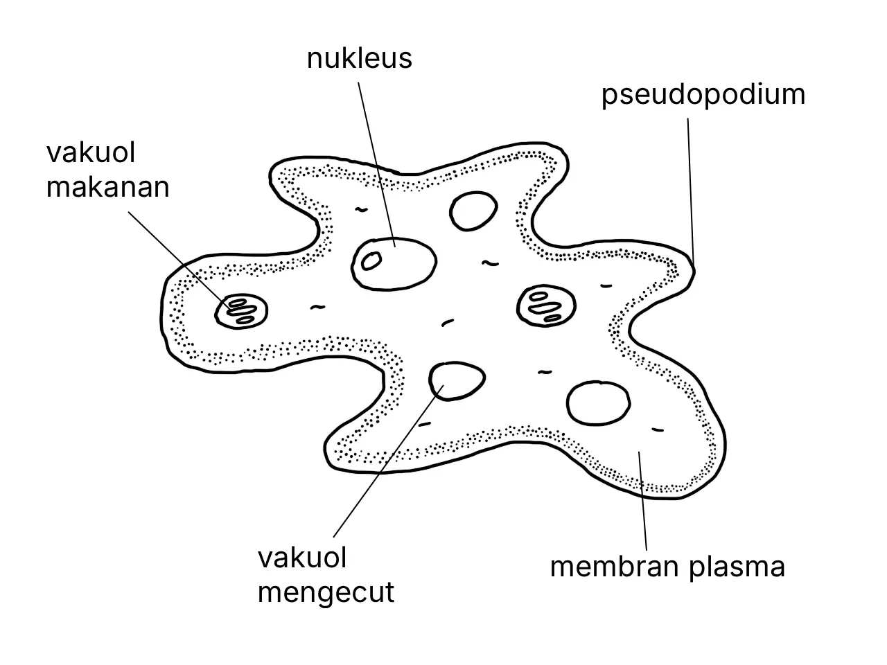 Rajah berlabel Amoeba sp. dan komponen selnya