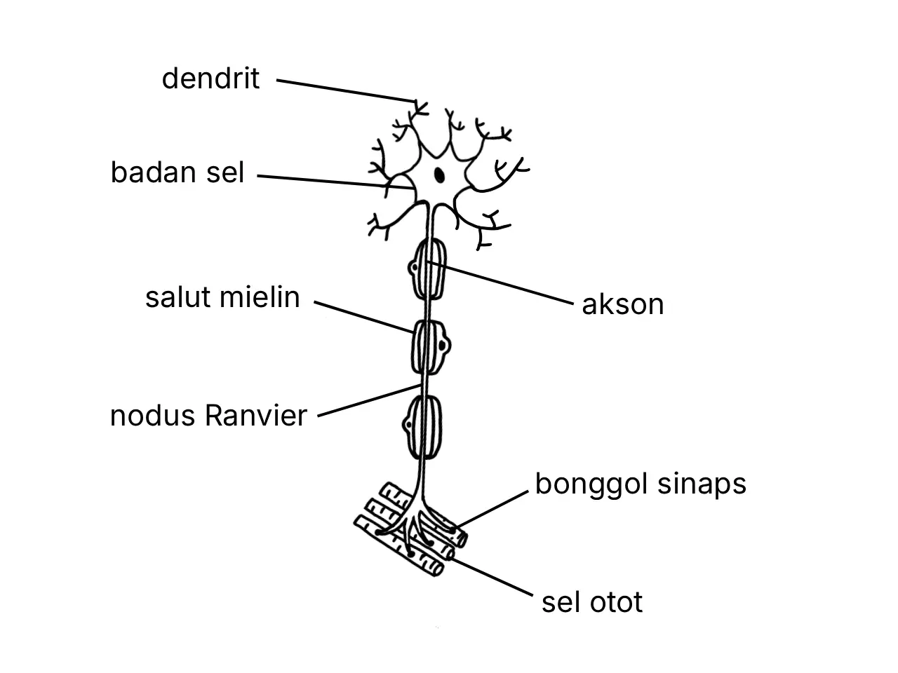 Rajah berlabel menunjukkan struktur asas neuron