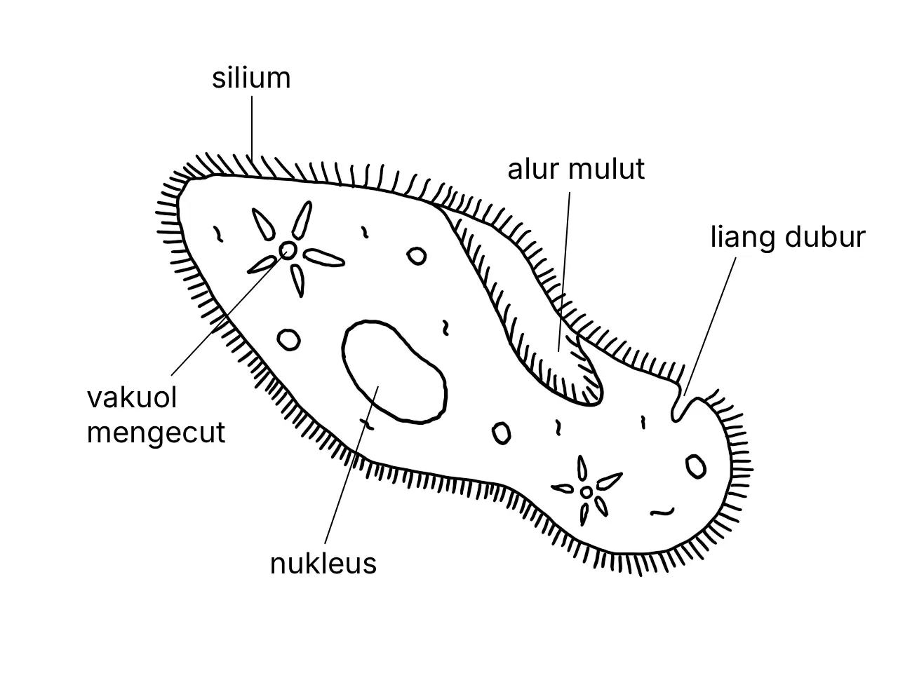 Rajah berlabel Paramecium sp. dan komponen selnya
