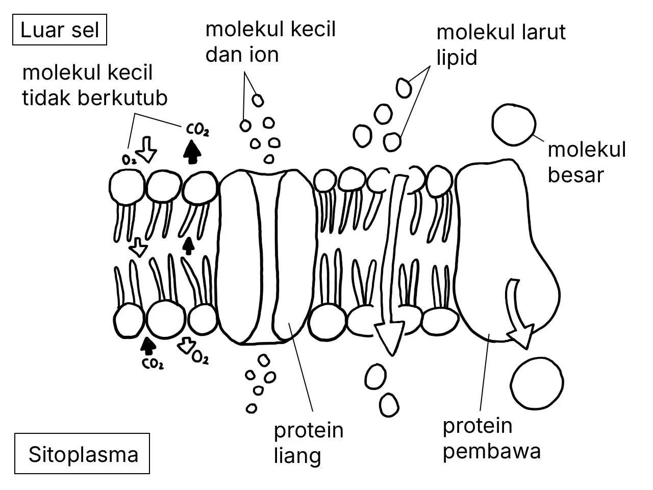 Rajah menunjukkan pergerakan bahan merentasi membran plasma