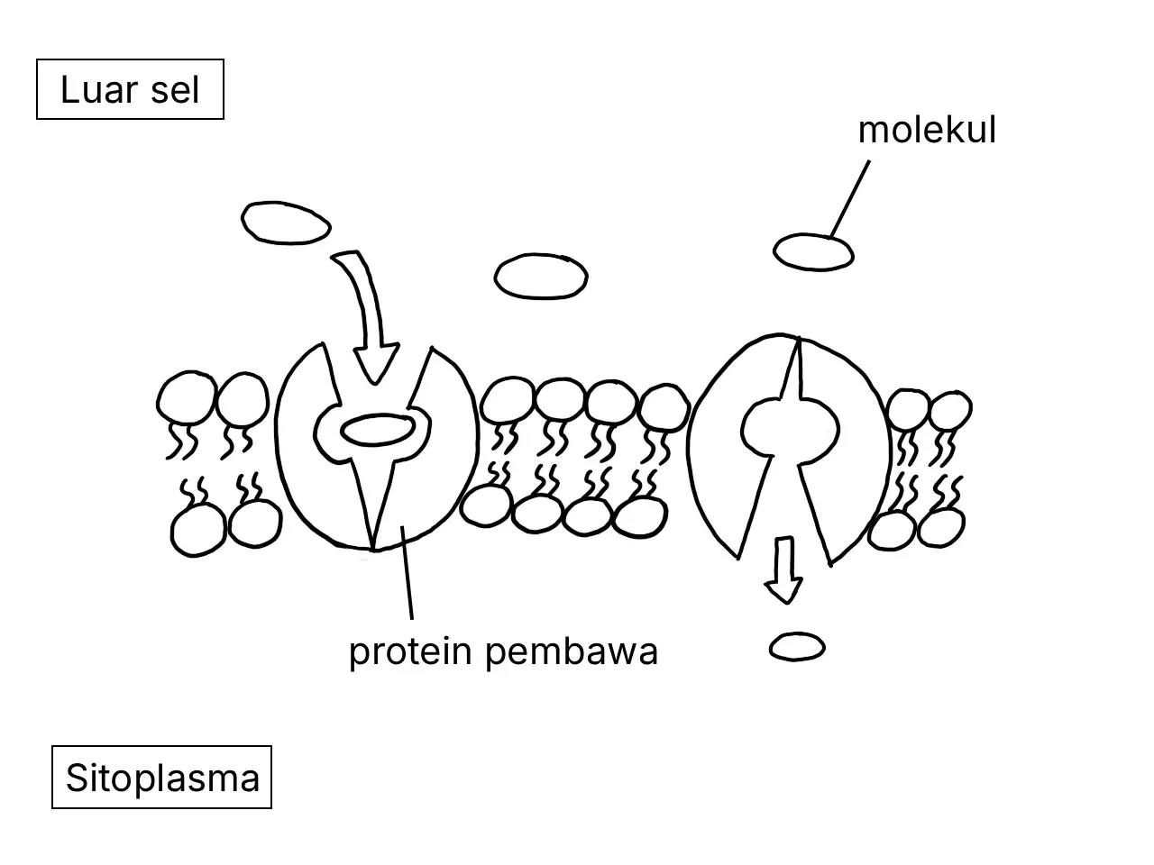 Rajah menunjukkan model protein pembawa dalam membran plasma
