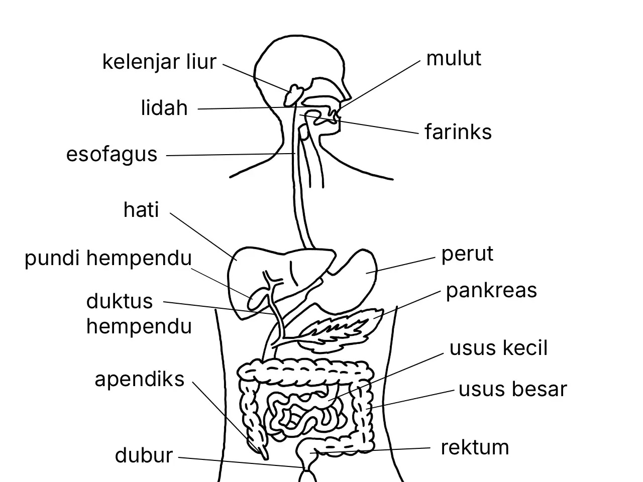 Rajah berlabel sistem pencernaan manusia dan organnya