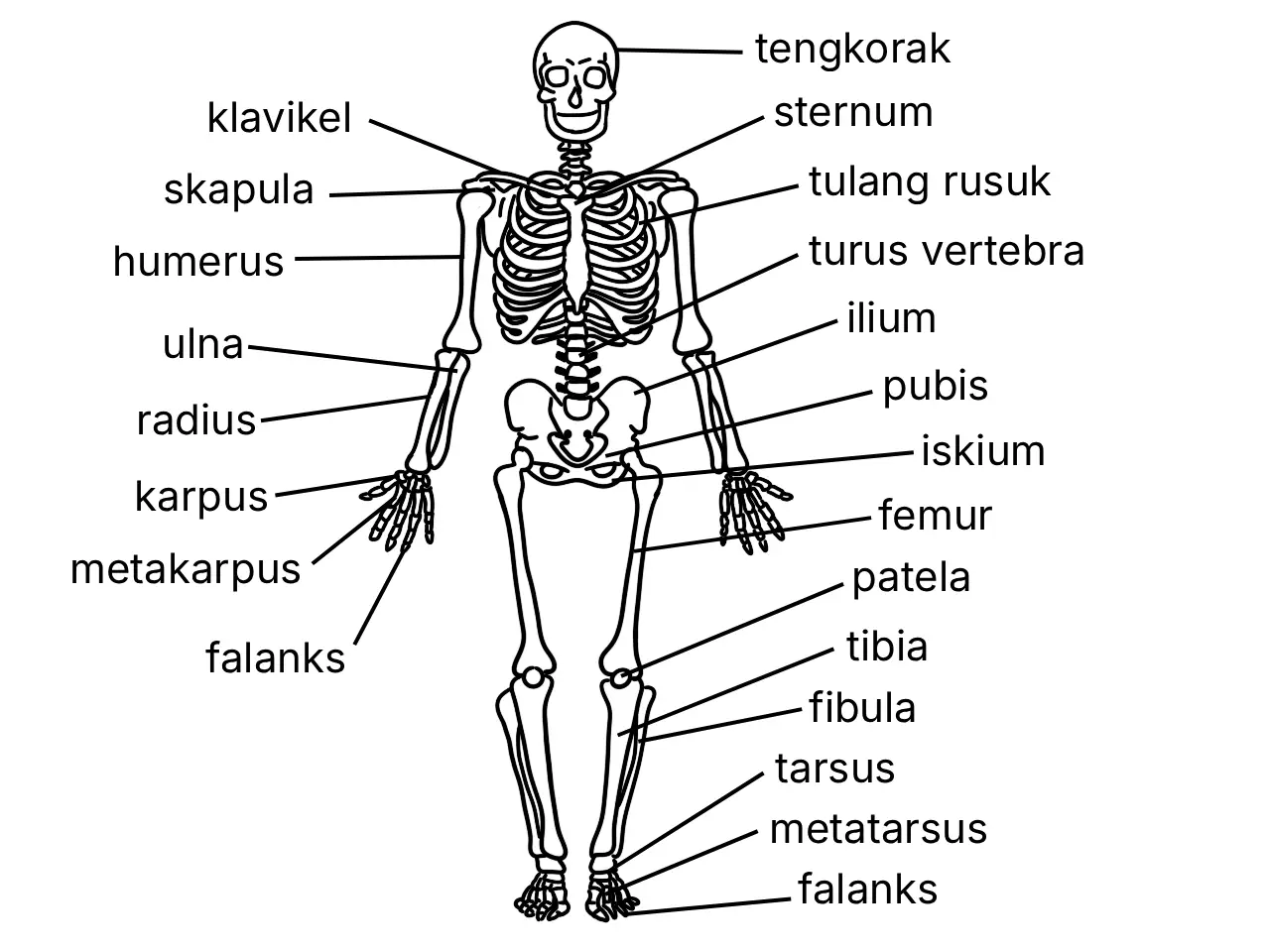 Rajah berlabel sistem rangka manusia