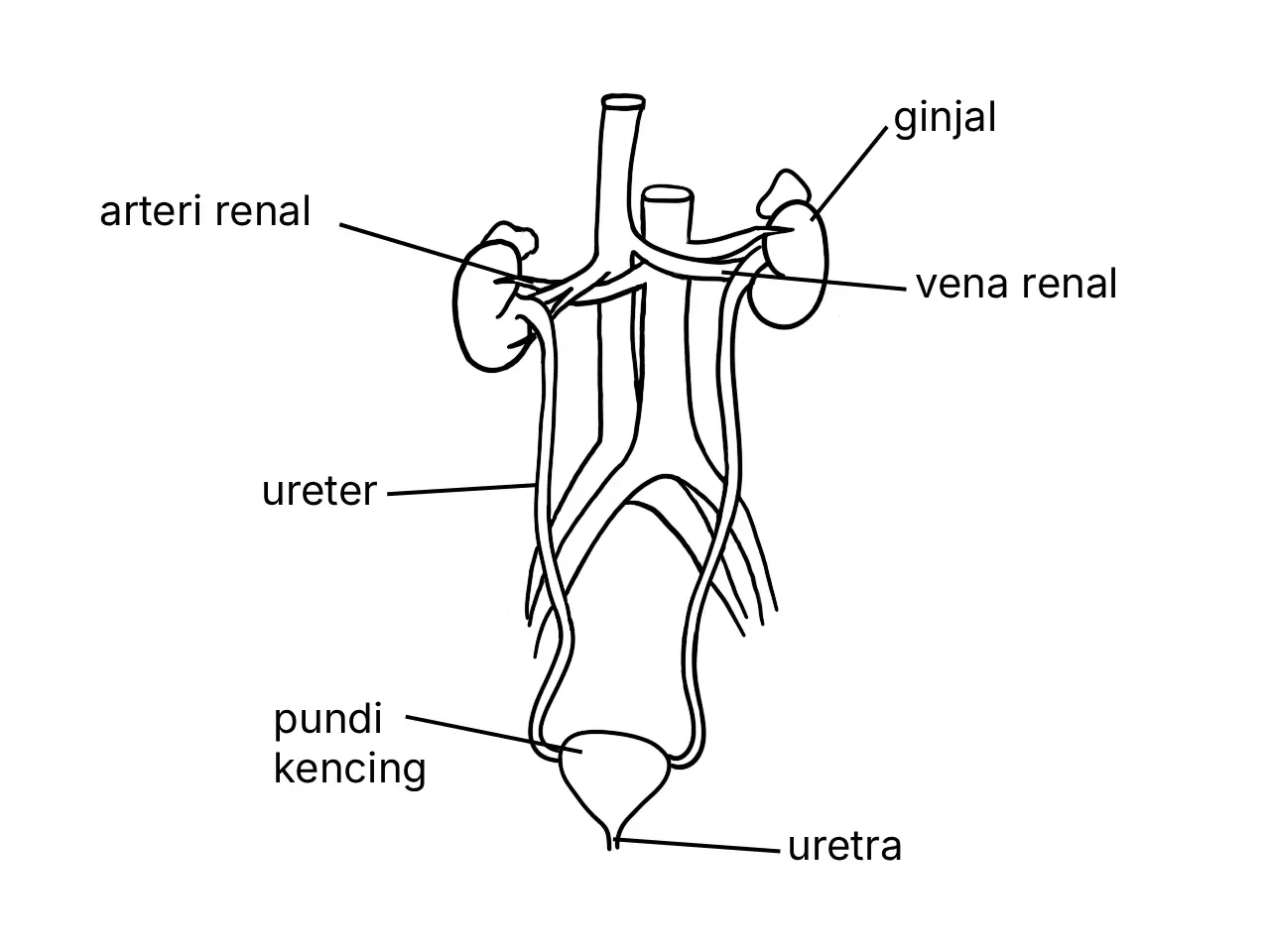 Rajah berlabel sistem urinari manusia