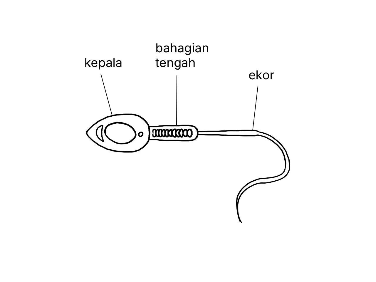 Rajah berlabel menunjukkan struktur sperma manusia