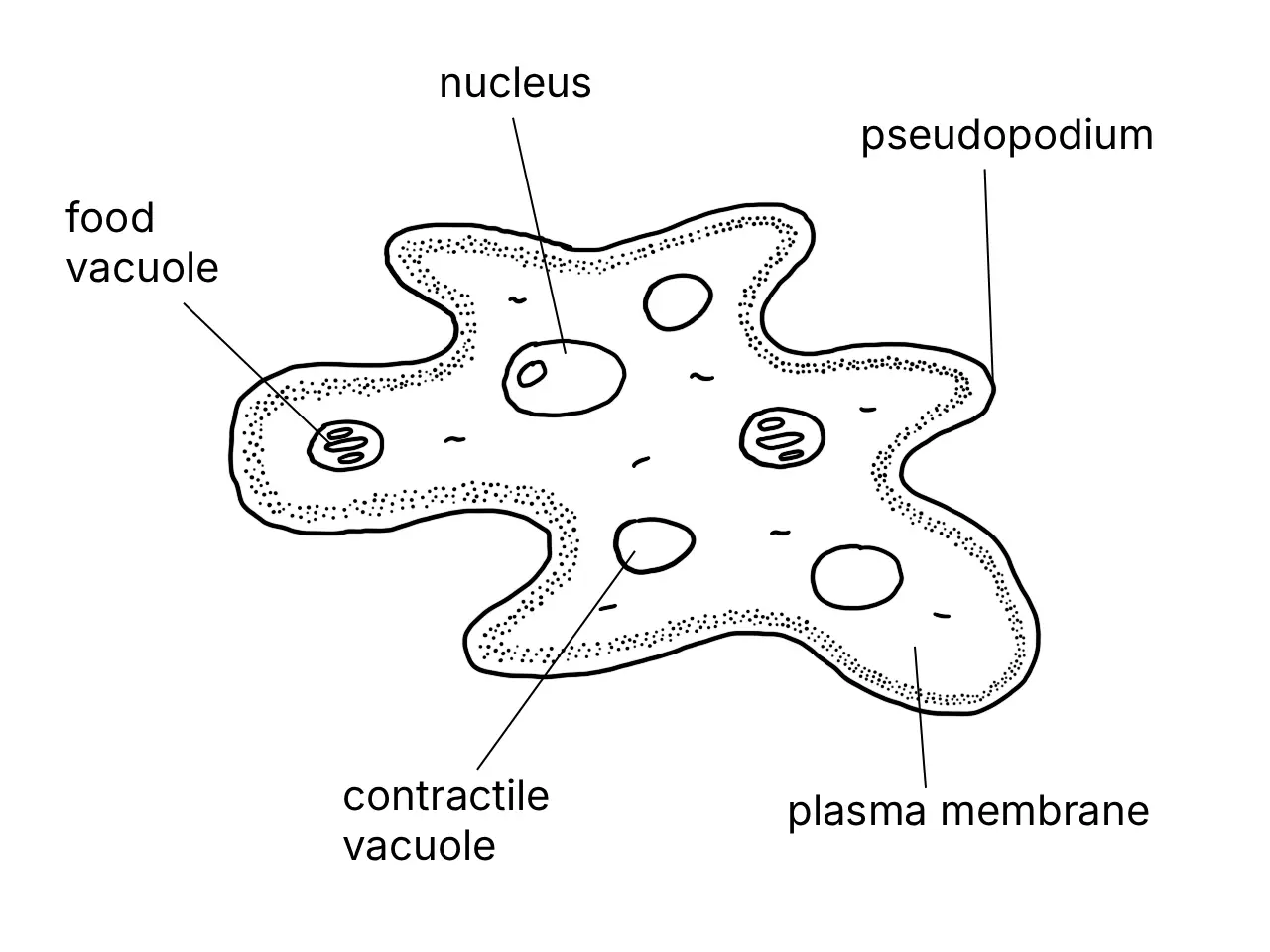 Labelled diagram of Amoeba sp. showing its cell components