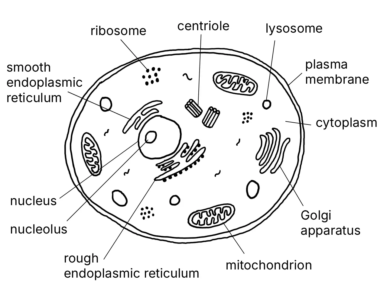 Labelled diagram of an animal cell and its components