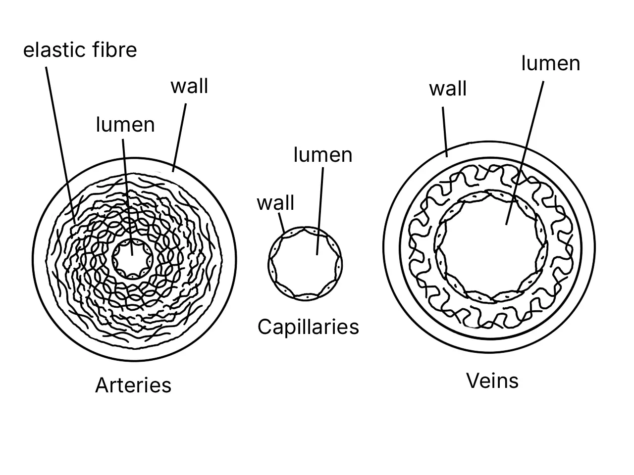 Labelled comparison of artery, capillary and vein structures