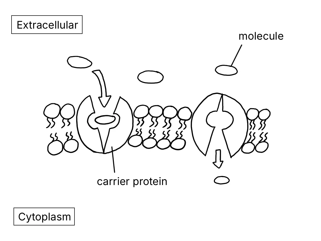 Diagram showing carrier protein models in the plasma membrane