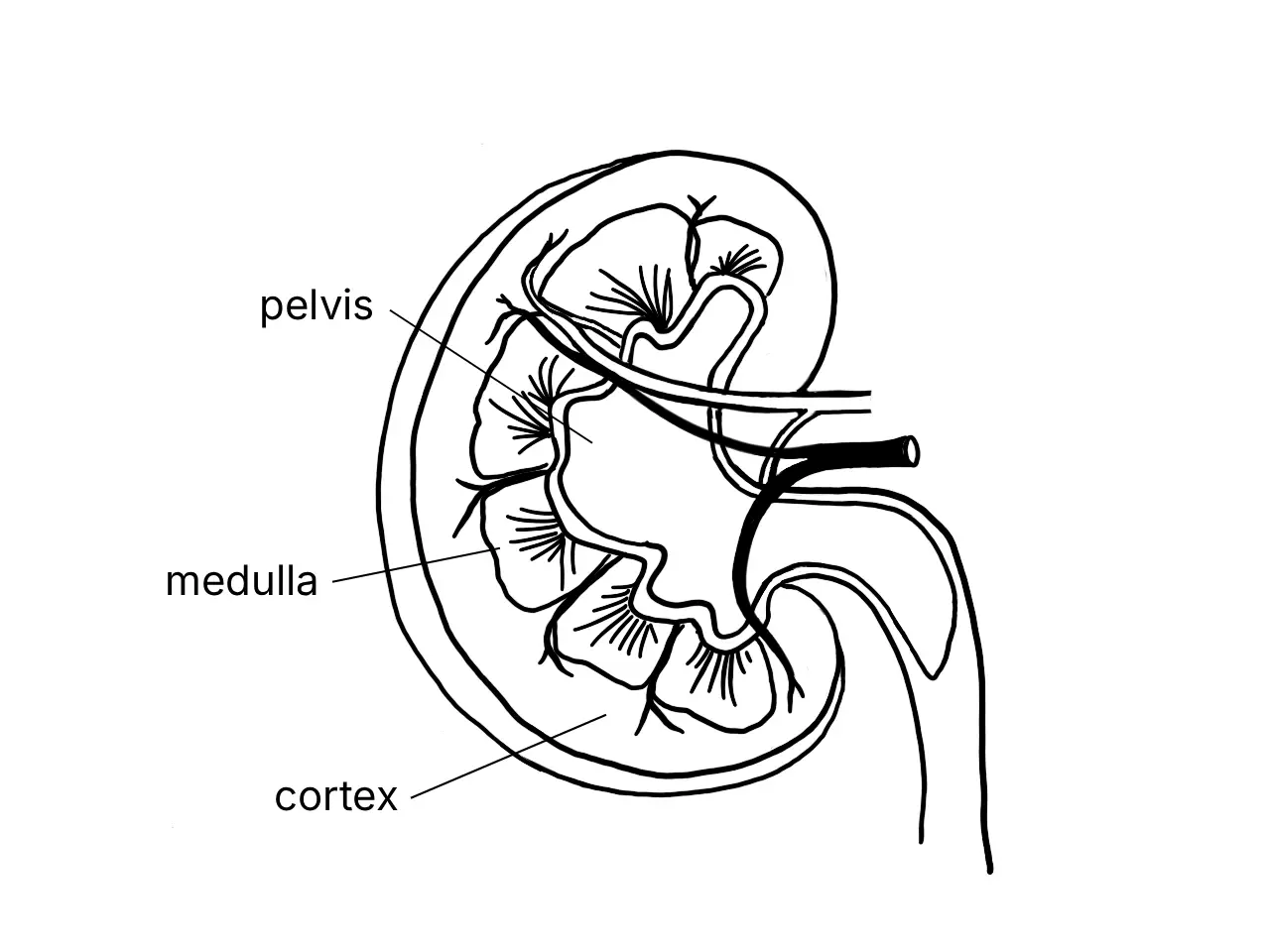 Labelled cross-section of a human kidney and its internal structures
