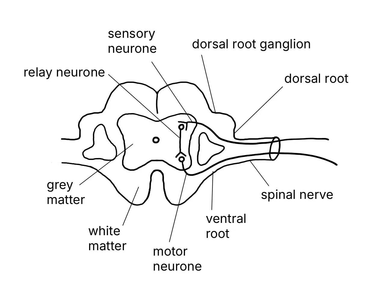 Labelled cross-section of the spinal cord showing grey and white matter