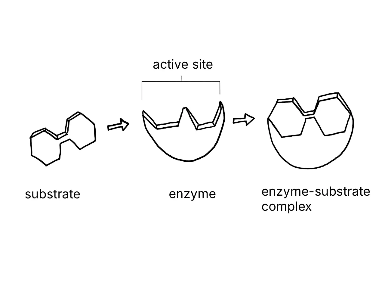 Diagram showing the formation of an enzyme-substrate complex
