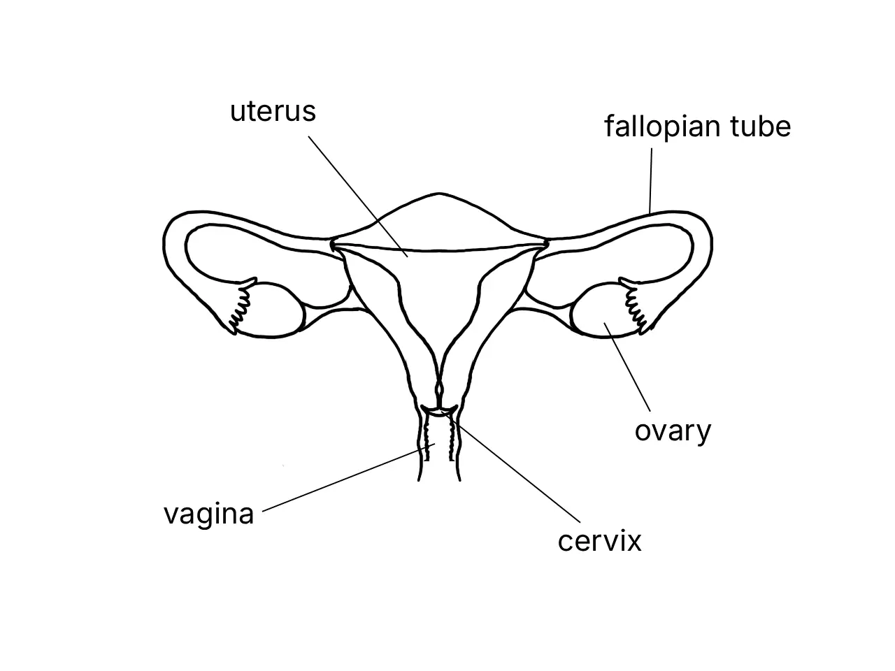 Labelled diagram of the human female reproductive system