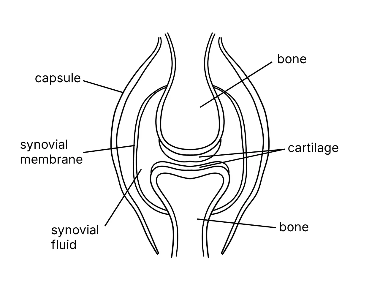 Labelled diagram showing the structure of a freely movable joint