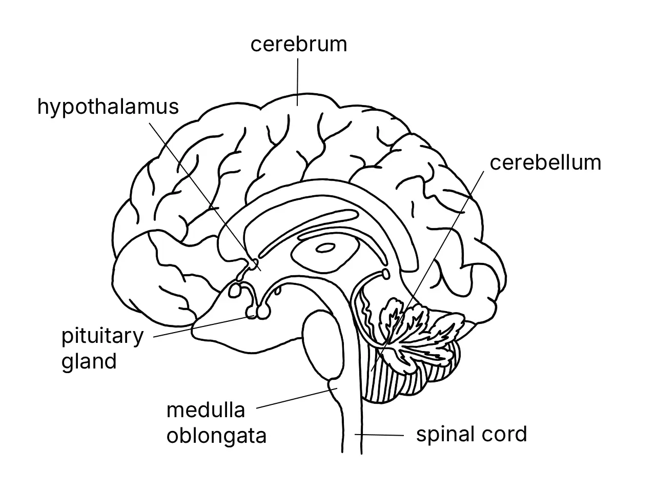 Labelled diagram of the human brain and its main regions