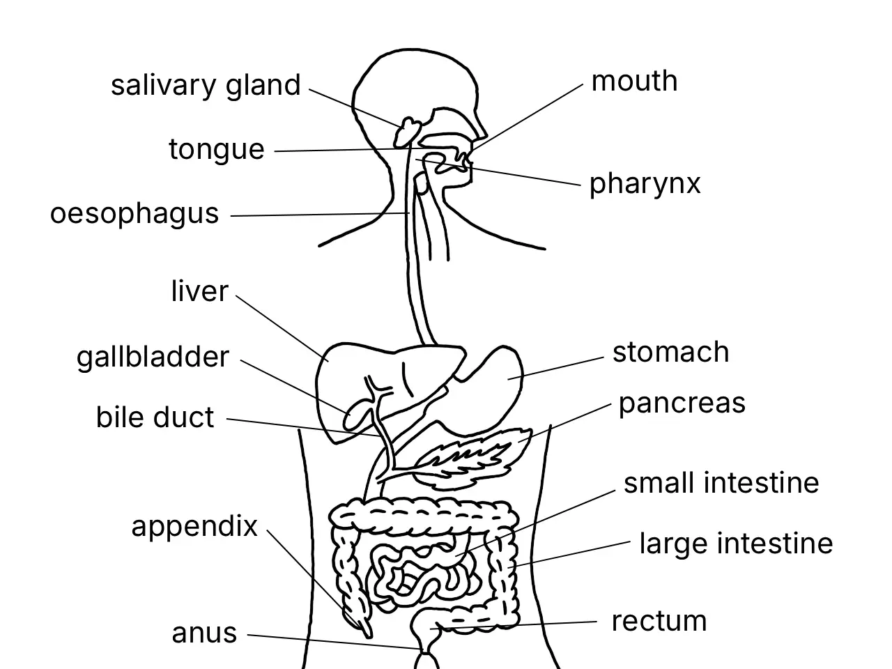 Labelled diagram of the human digestive system and its organs