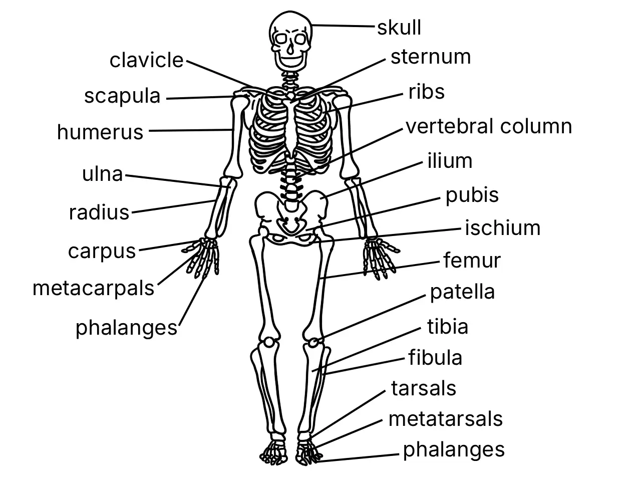 Labelled diagram of the human skeletal system