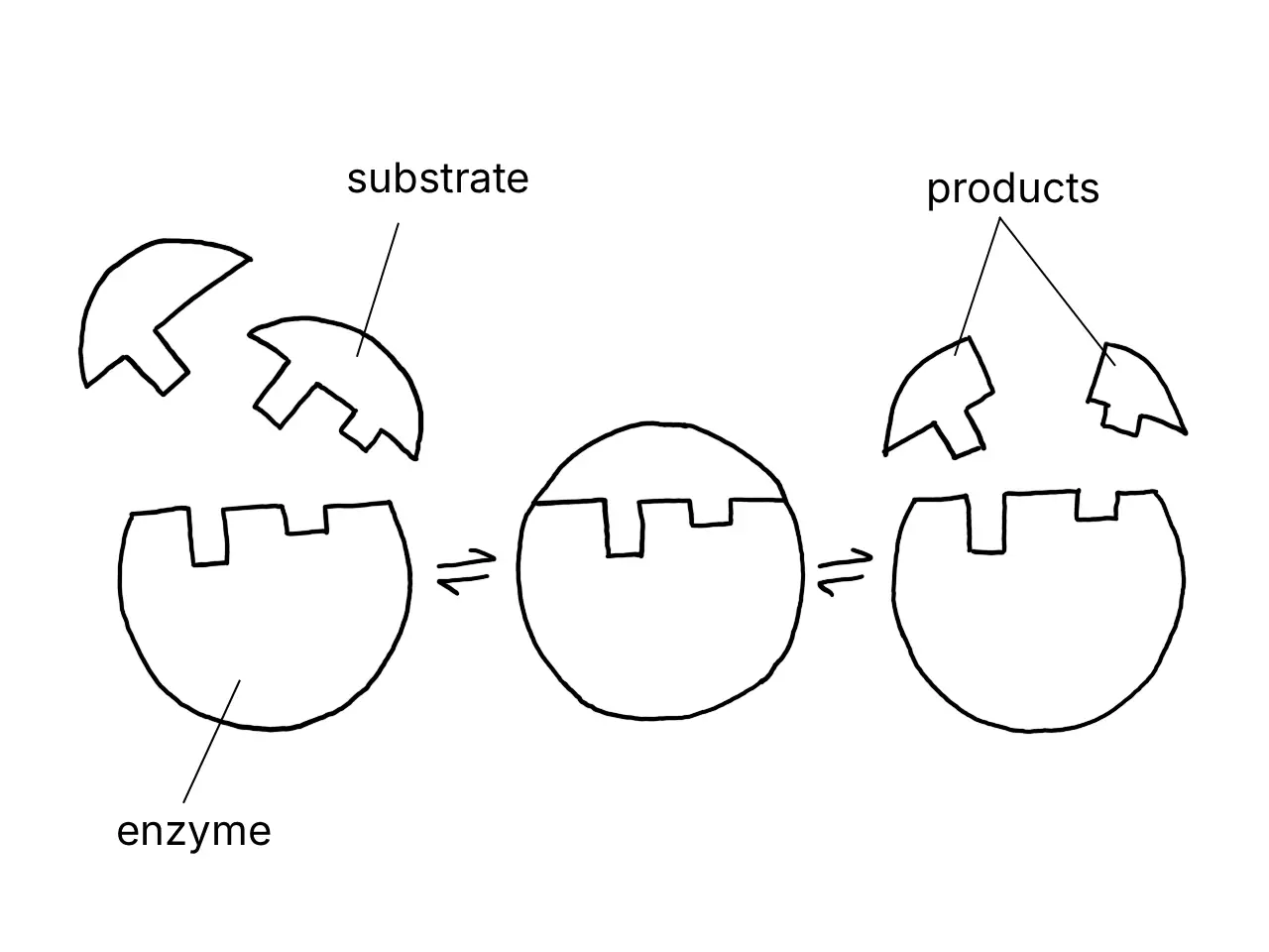 Diagram explaining the lock-and-key hypothesis of enzyme action