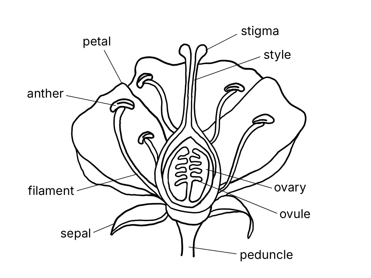 Labelled longitudinal section of a flower showing its reproductive structures
