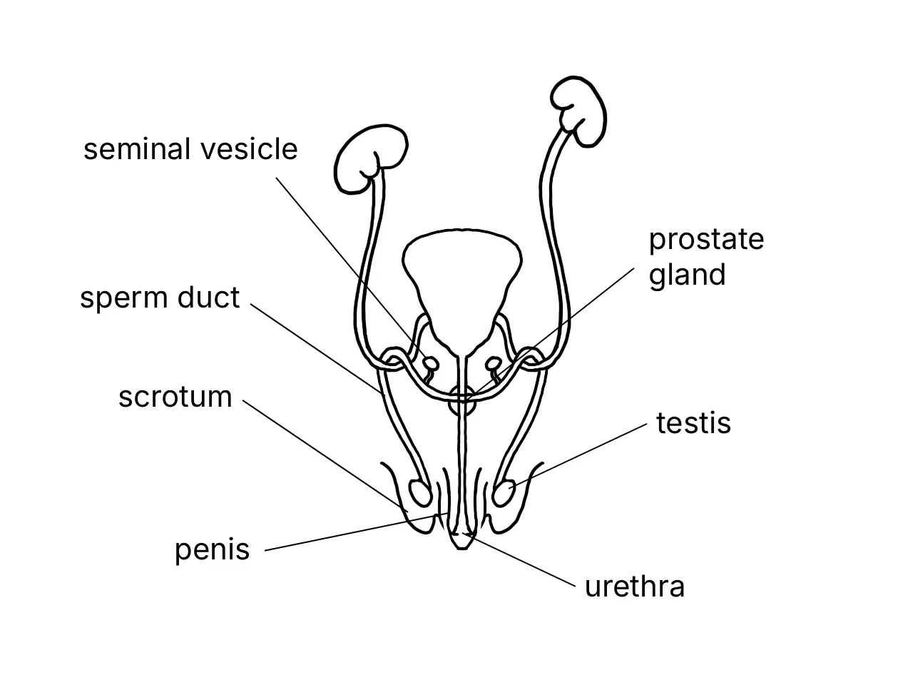 Labelled diagram of the human male reproductive system
