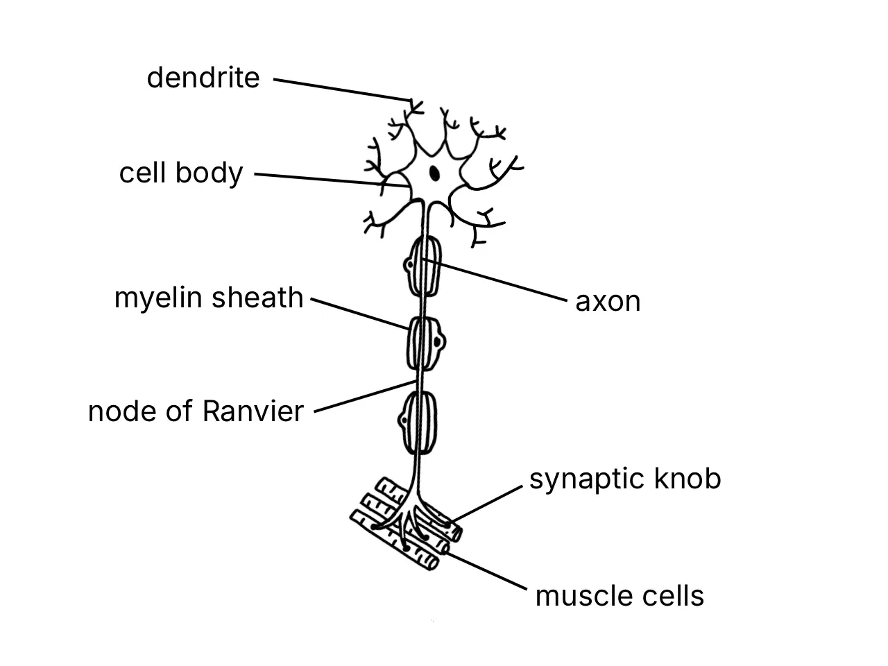 Labelled diagram showing the basic structure of a neurone
