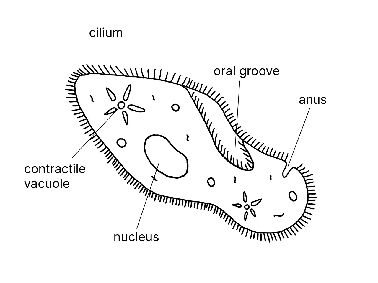 Labelled diagram of Paramecium sp. showing its cell components