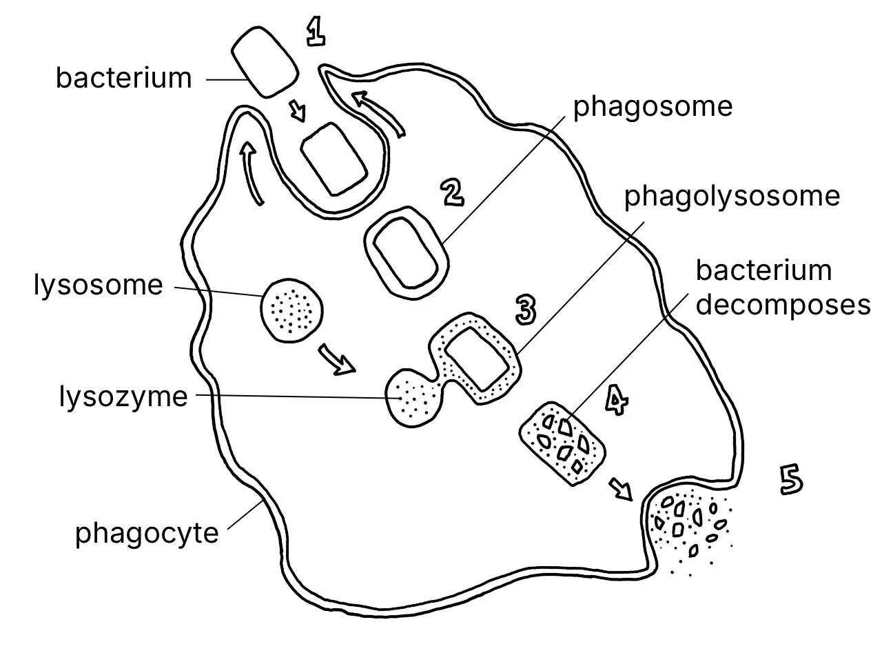 Diagram showing the stages of phagocytosis by a phagocyte