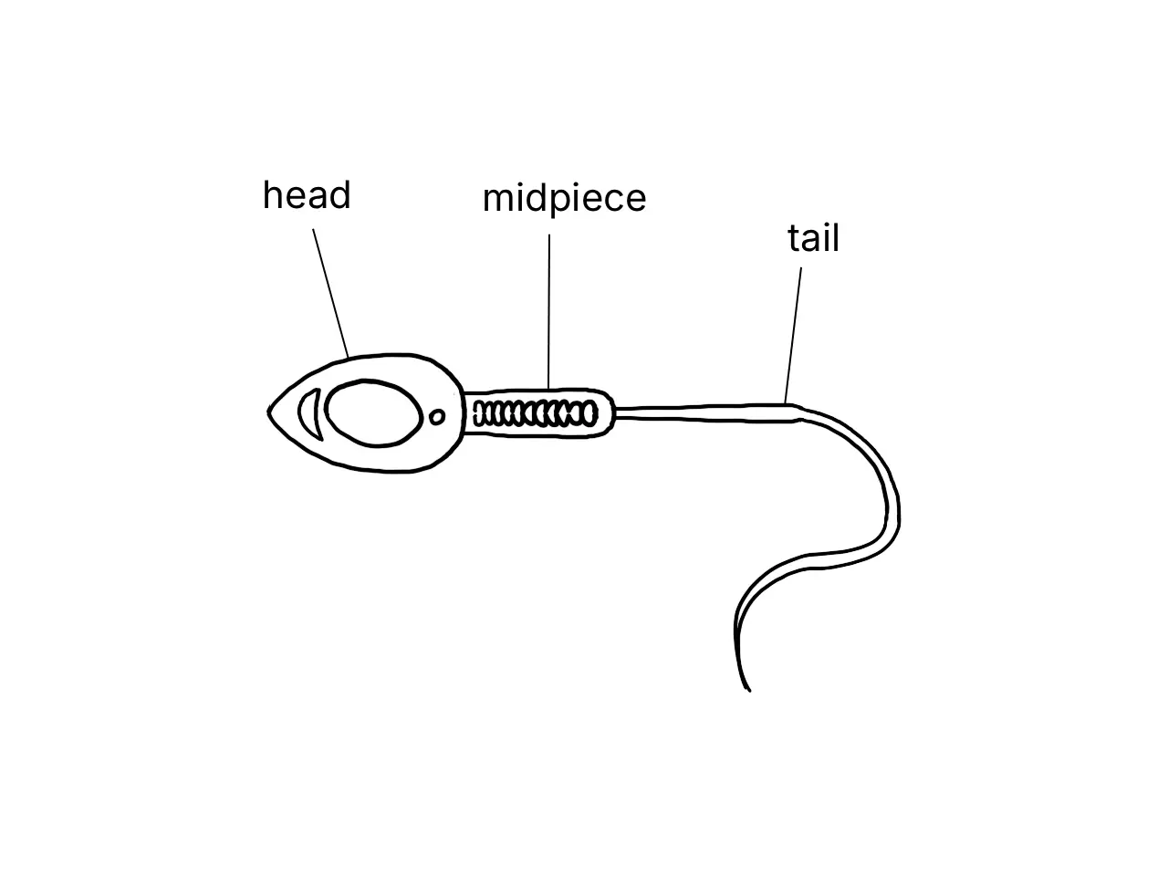 Labelled diagram showing the structure of a human sperm
