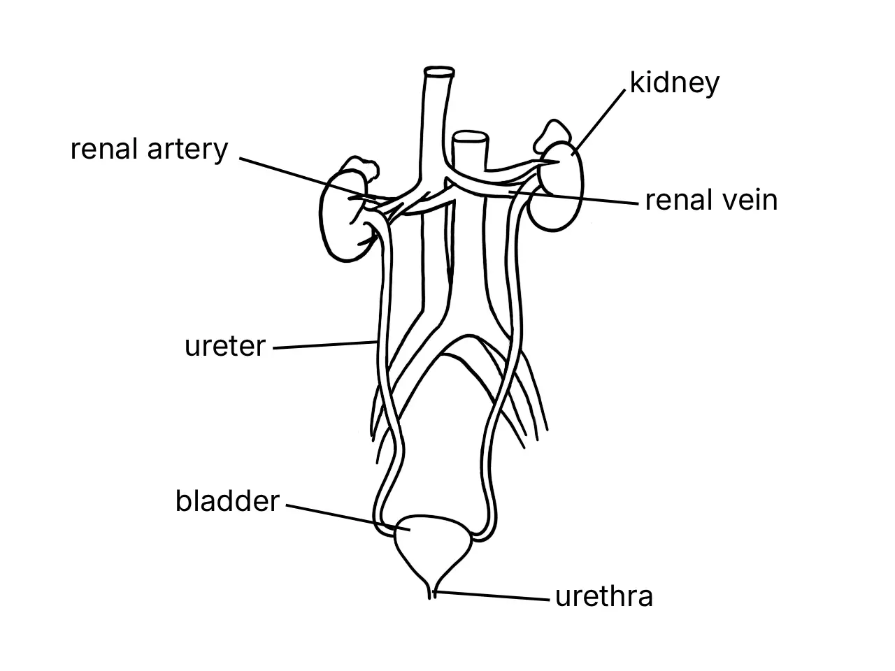 Labelled diagram of the human urinary system