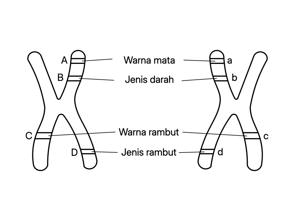 Sepasang kromosom homolog menunjukkan alel dominan T dan alel resesif t pada lokus yang sama