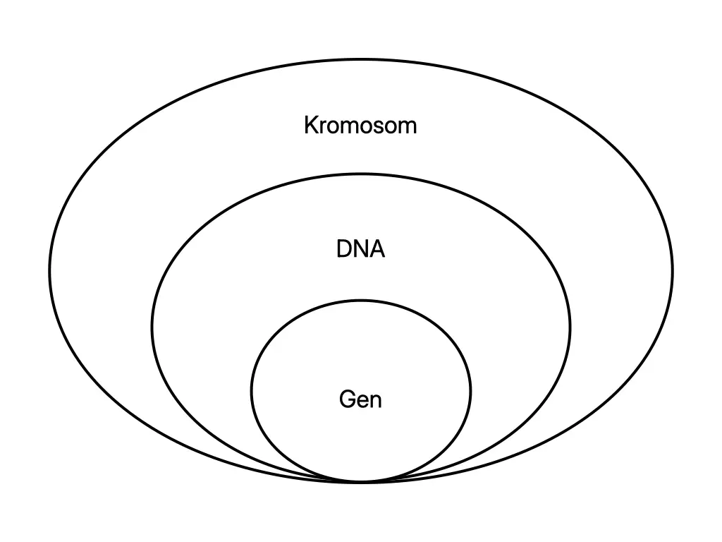 Rajah menunjukkan kromosom mengandungi DNA yang berlingkar dan gen merupakan satu segmen pada molekul DNA