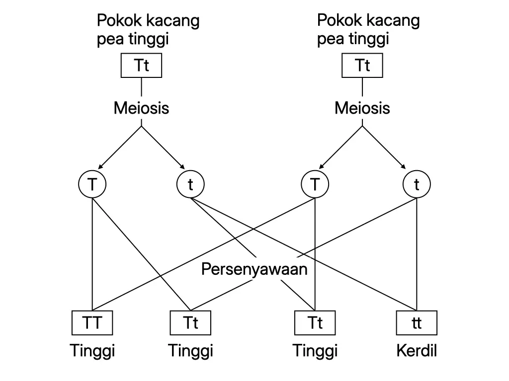 Kacukan monohibrid antara dua pokok kacang pea tinggi heterozigot menunjukkan genotip dan fenotip generasi filial kedua