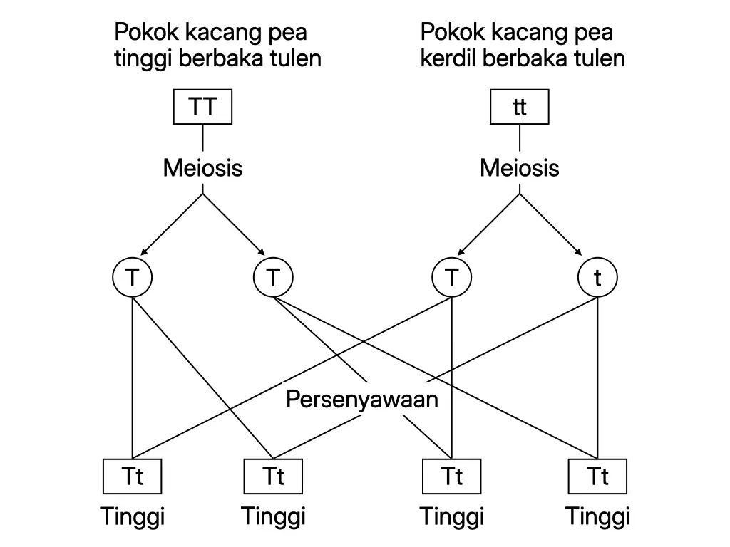 Kacukan monohibrid antara pokok kacang pea tinggi baka tulen dengan pokok kerdil baka tulen yang menghasilkan pokok tinggi dalam generasi filial pertama