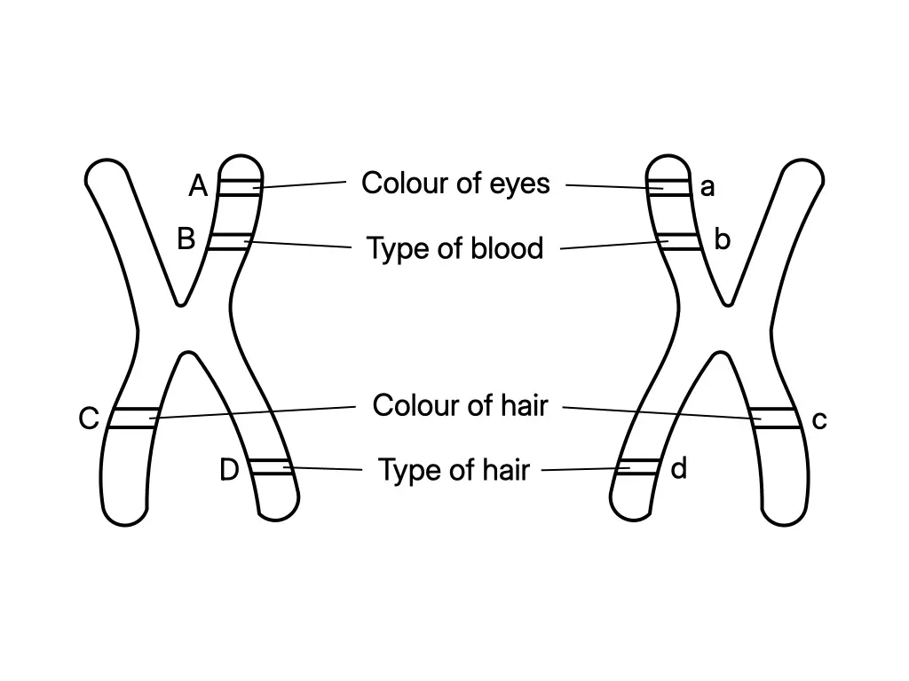Pair of homologous chromosomes showing dominant allele T and recessive allele t at the same locus