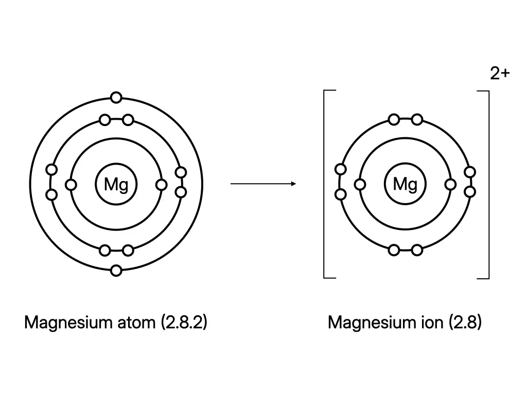 Electron-shell diagrams showing a magnesium atom losing two electrons to form an Mg²⁺ ion with a stable octet