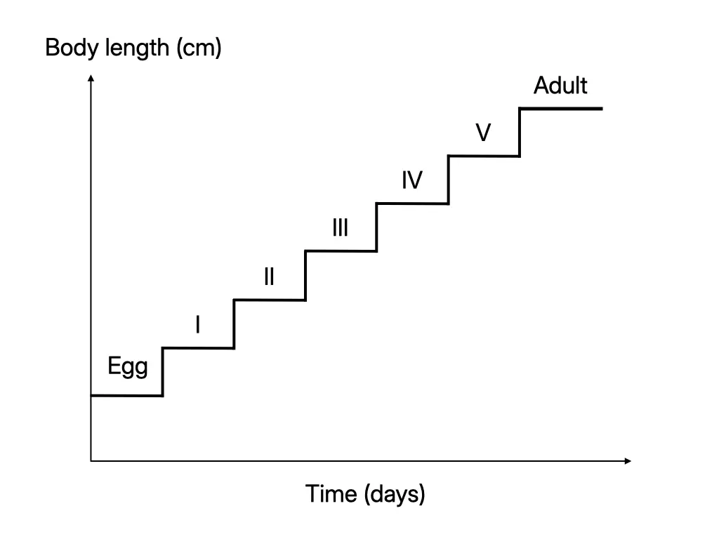 Step-shaped growth curve of an animal with an exoskeleton showing instars separated by ecdysis