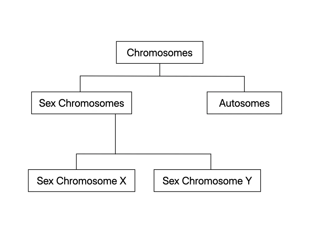Human karyotype showing 22 pairs of autosomes and one pair of sex chromosomes