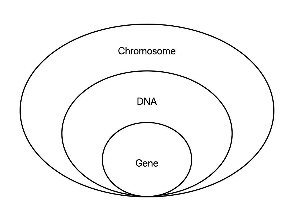 Diagram showing how a chromosome contains coiled DNA and how a gene forms a segment of the DNA molecule