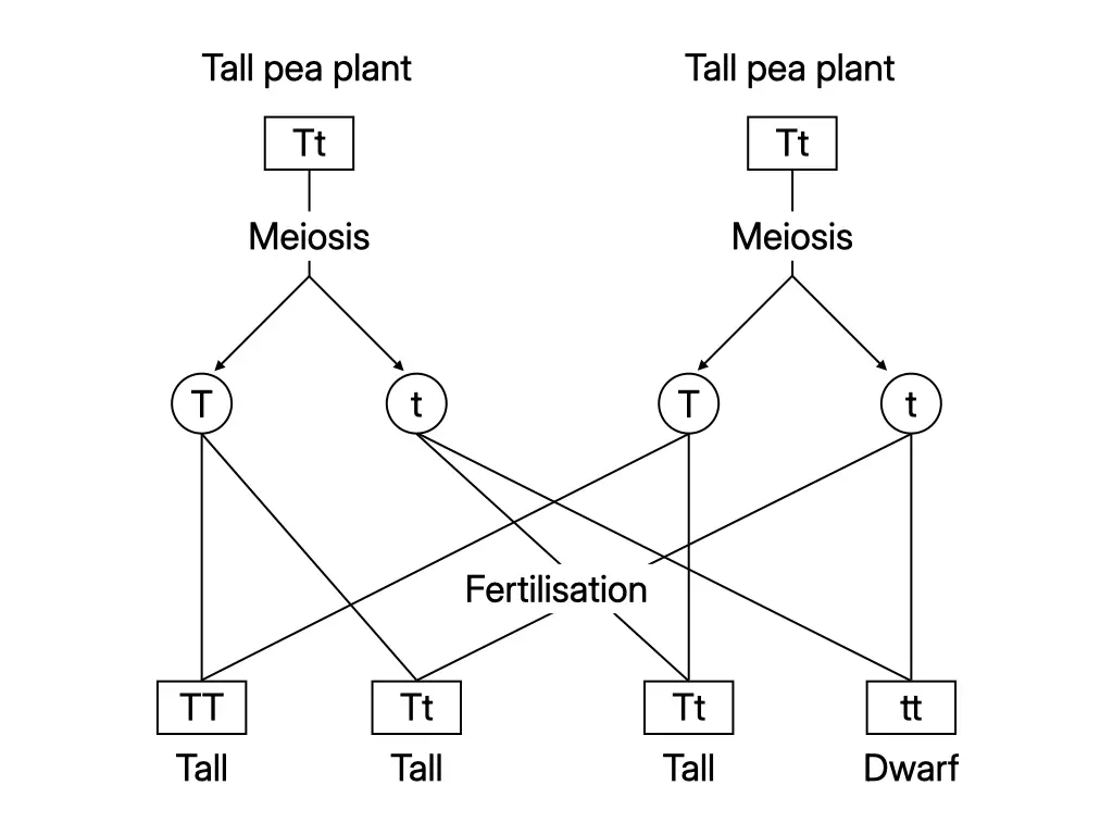 Monohybrid cross between two heterozygous tall pea plants showing the genotypes and phenotypes of the second filial generation